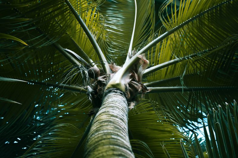 comment faire pousser un palmier