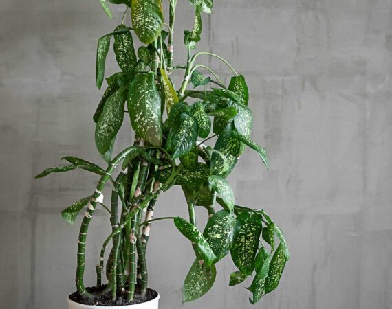 0large-green-dieffenbachia-plant-white-pot-concrete-floor-against-gray-wall.jpg