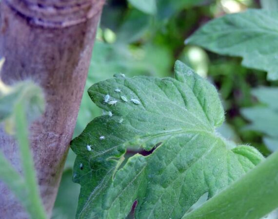 aphids-tomato-leaf.jpg