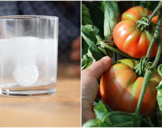 aspirin-tomato-plants-scaled.jpg
