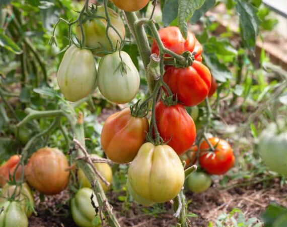 get-more-tomatoes.jpg