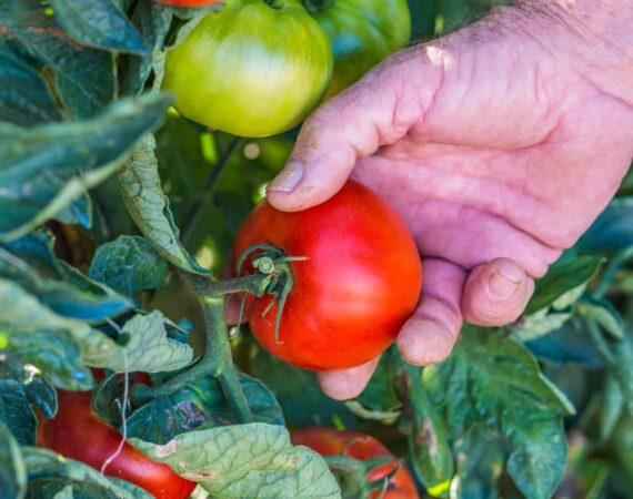hand-picking-tomato.jpg