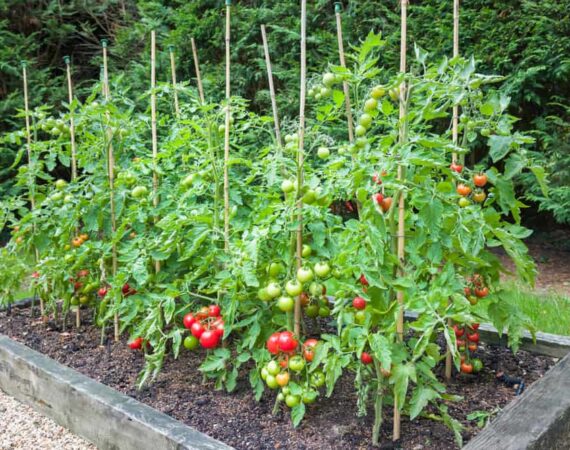 raised-bed-tomatoes.jpg