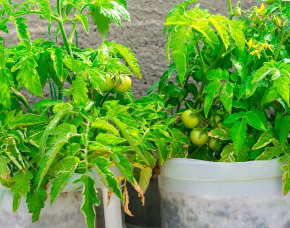 grow-tomatoes-small-spaces.jpg