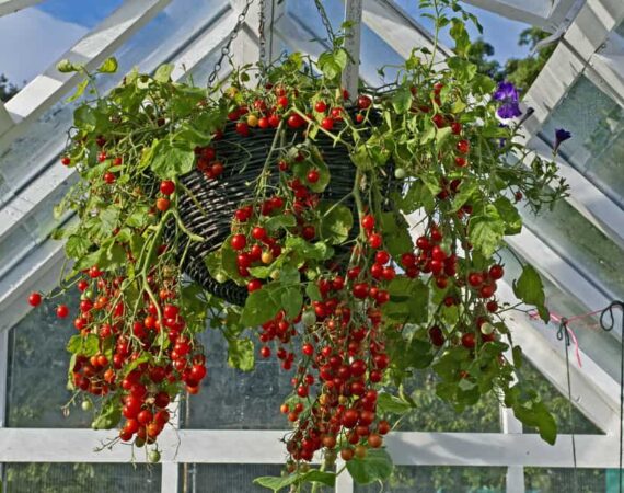 hanging-basket-tomatoes.jpg