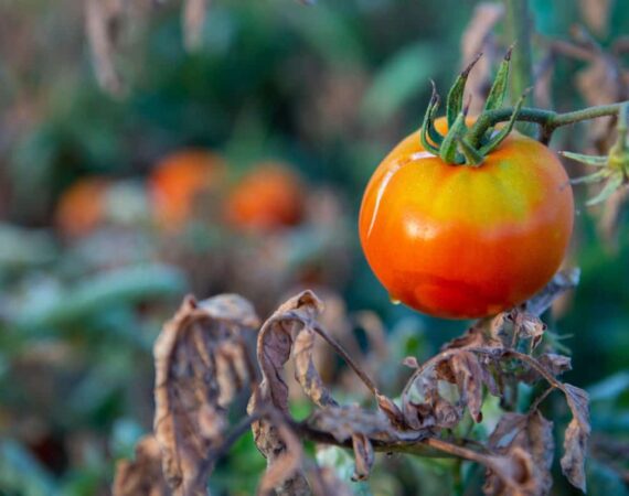 heat-damaged-tomato-plant-scaled.jpg