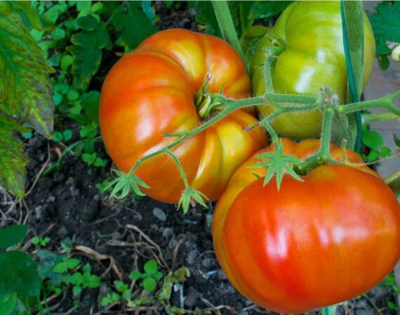 high-yield-tomato-varieties.jpg