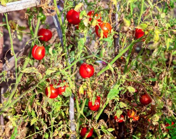 late-season-tomatoes.jpg