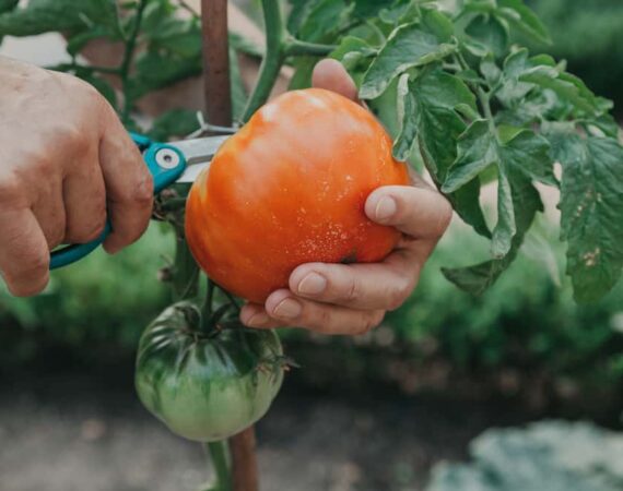 pick-tomatoes-scissors.jpg