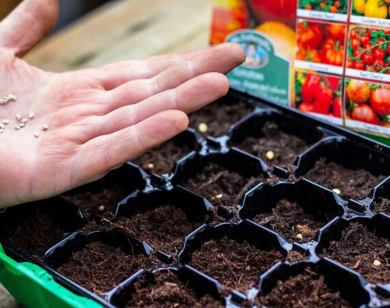 planting-tomato-seeds.jpg