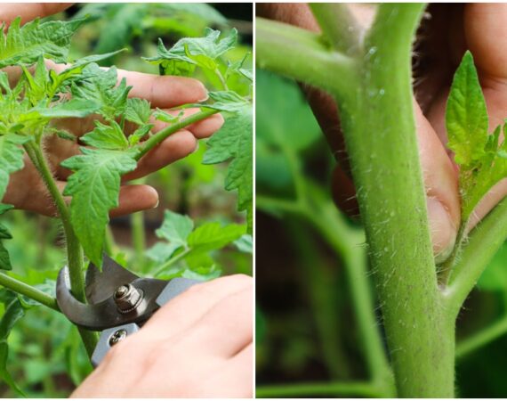 pruning-tomato-plants-collage.jpg
