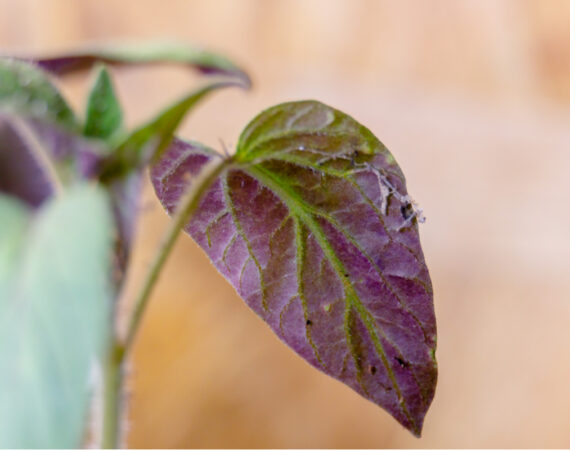 purple-tomato-leaf.jpg