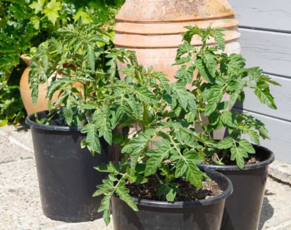 tomato-plant-pots.jpg