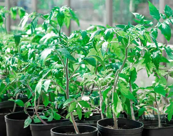 tomato-seedlings-nursery.jpg