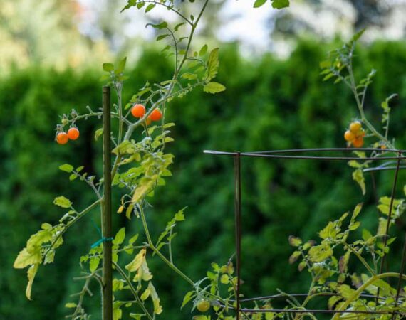 tomato-stake-cage.jpg