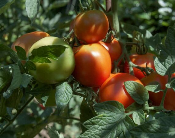 tomatoes-shade.jpg