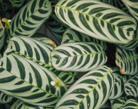 0seamless-exotic-pattern-calathea-makoyana-peacock-leaves.jpg