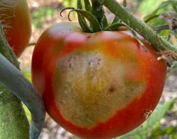 sunscald-tomato.jpg