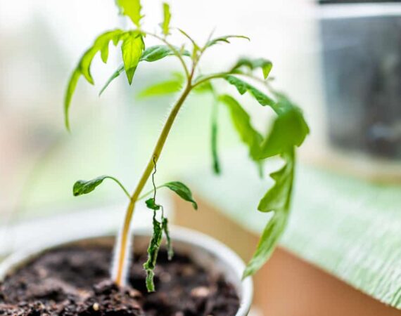 tomato-seedling-problems.jpg