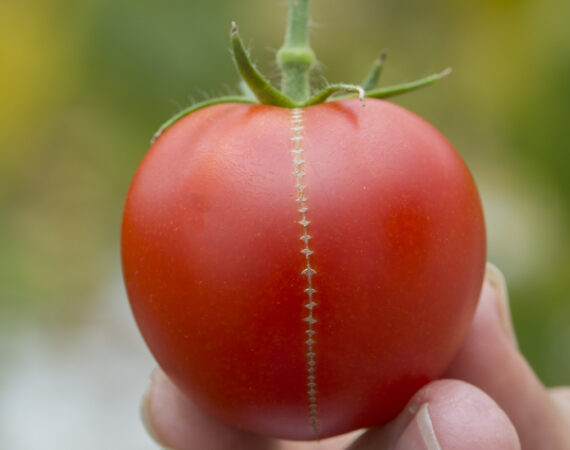 tomato-zippering-1.jpg