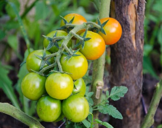 unripe-tomatoes.jpg