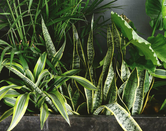 0snake-plant-beside-taro-and-palm-plant-near-gray-wall-1382392.jpg