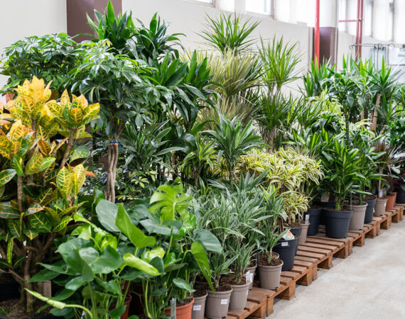 0houseplants-plastic-pots-sale-flower-market-store-various-indoor-plants-greenhouse.jpg