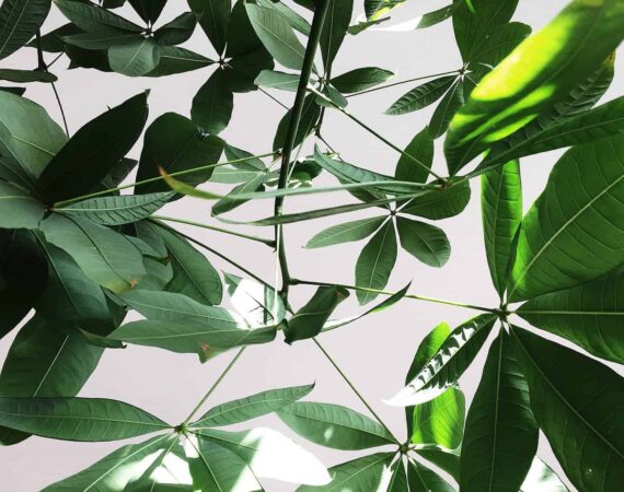 green-umbrella-plant-1750565.jpg
