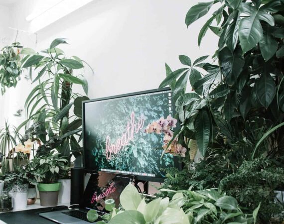 black-flat-screen-tv-turned-on-near-green-plant-4054945.jpg