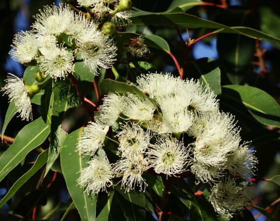 plante medicinale eucalyptus