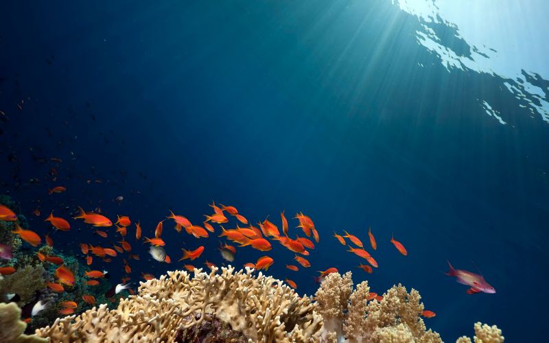 les profondeurs de l'océan, le corail et les poissons