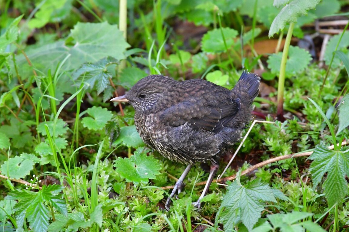 impact-de-lagriculture-sur-la-biodiversite