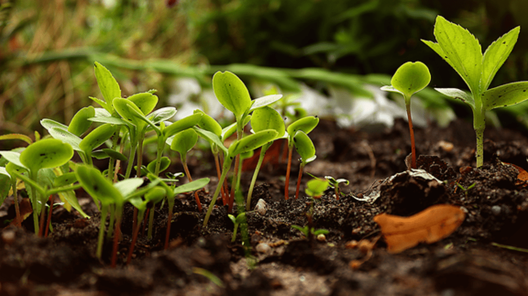 la-permaculture-revolution-pour-la-biodiversite