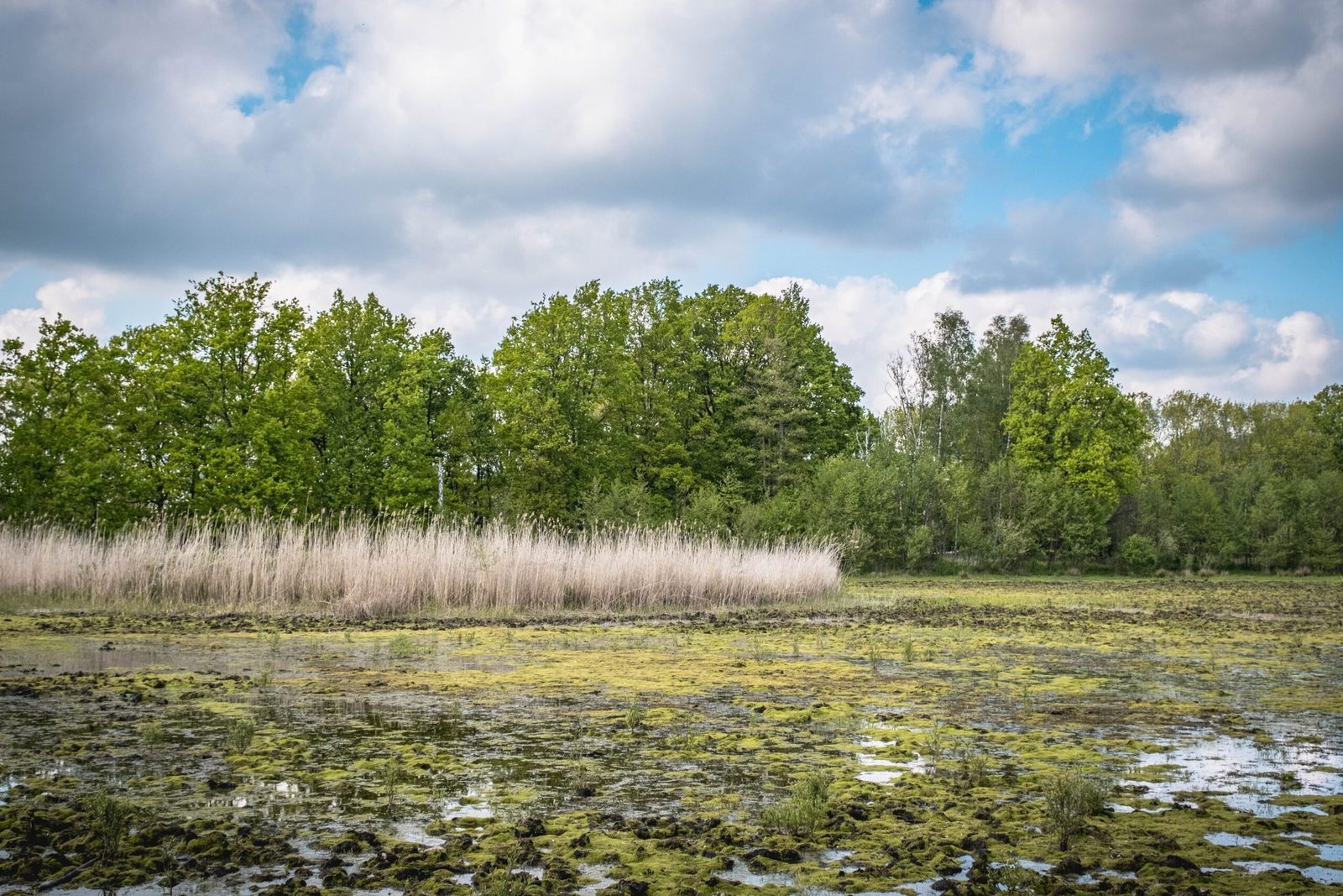 les-bienfaits-des-zones-humides-pour-la-biodiversite