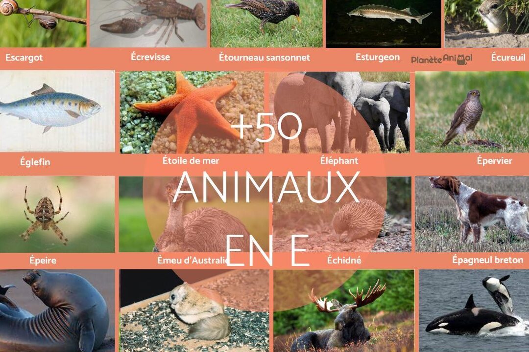 mamifere-en-e-les-mamiferes-commencent-par-e