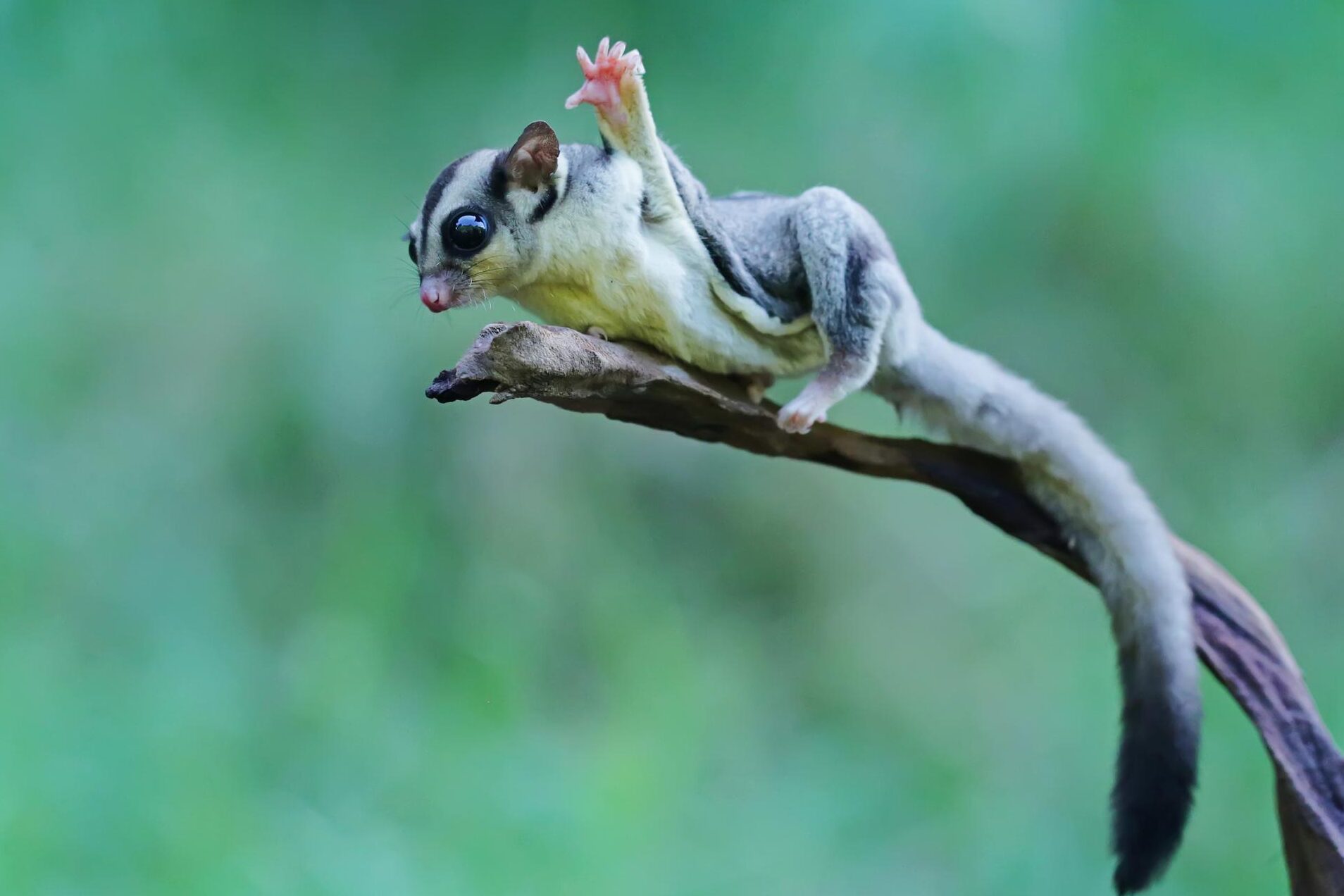 comment-deux-especes-peuvent-elles-evoluer-en-parallele