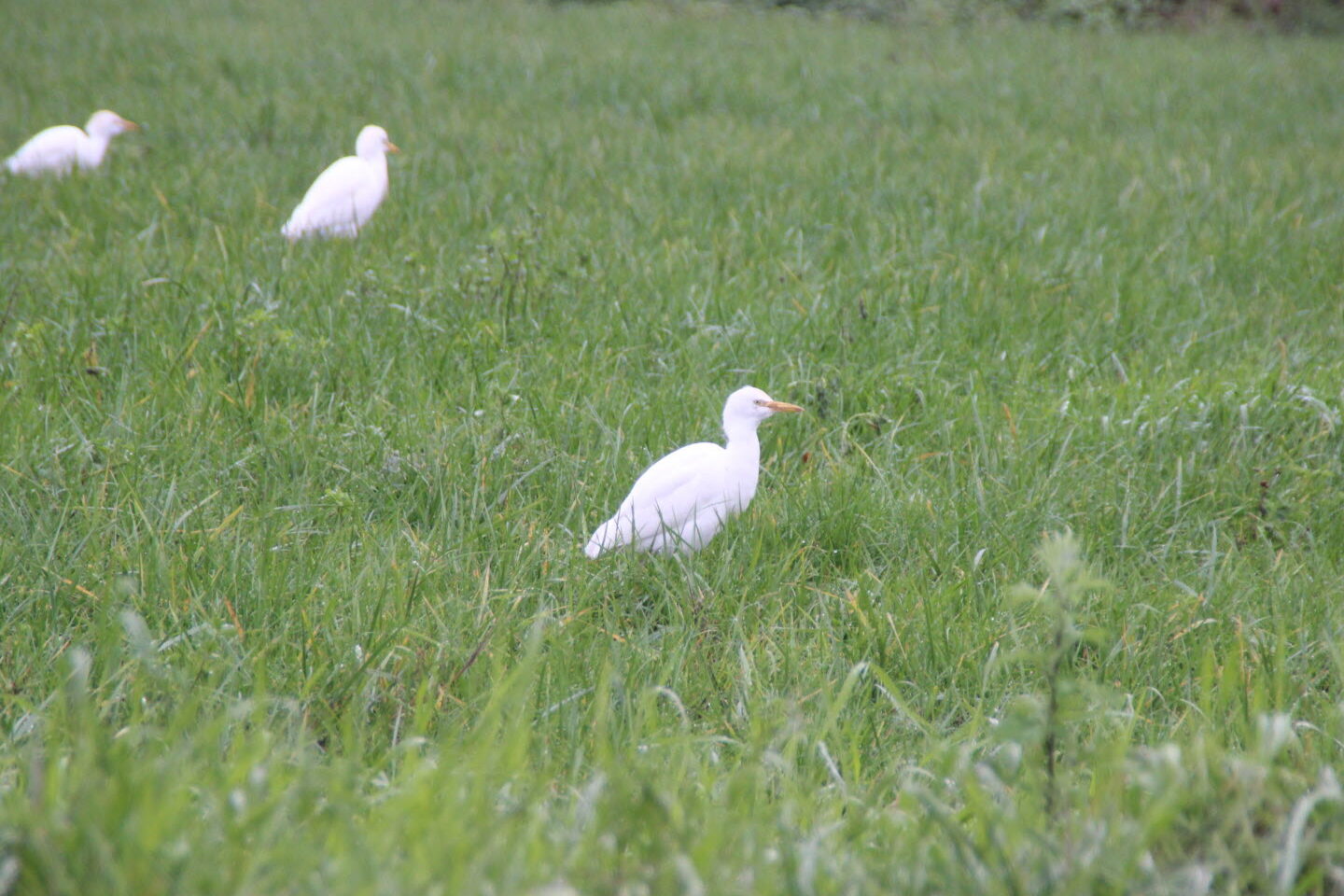 quel-est-le-mystere-du-petit-heron-blanc