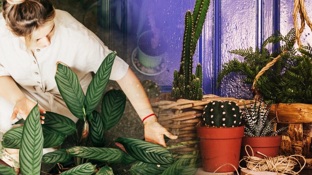 decoration-de-pots-de-fleurs-comment-reinventer-votre-interieur-avec-simplicite-et-nature