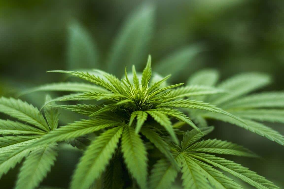 est-ce-que-le-cbd-enleve-les-douleurs