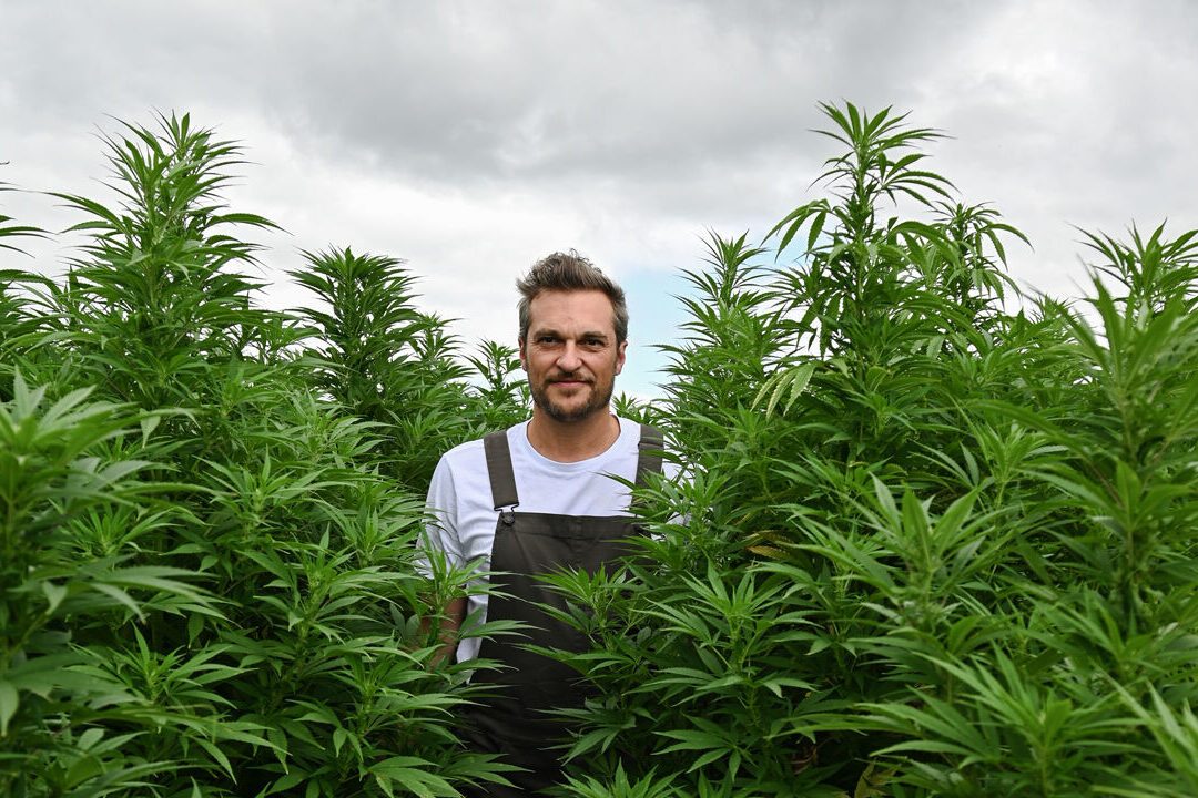 le-cbd-provient-il-dune-agriculture-biologique
