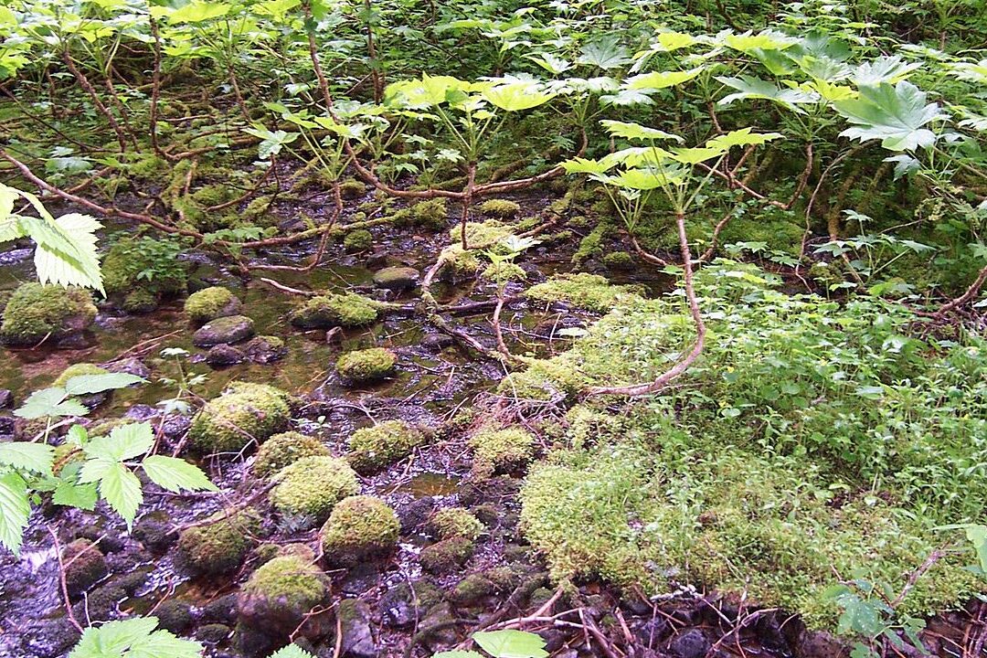 quelle-est-la-difference-entre-nature-et-lenvironnement