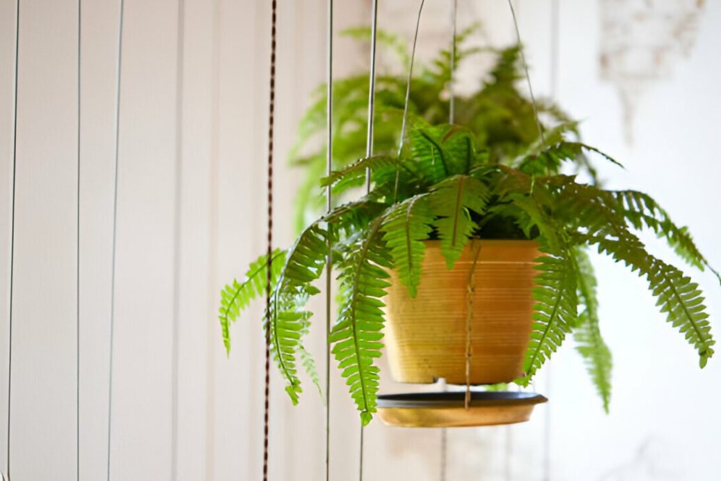 les-plantes-ideales-pour-rafraichir-votre-salle-de-bain