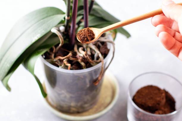 compost café