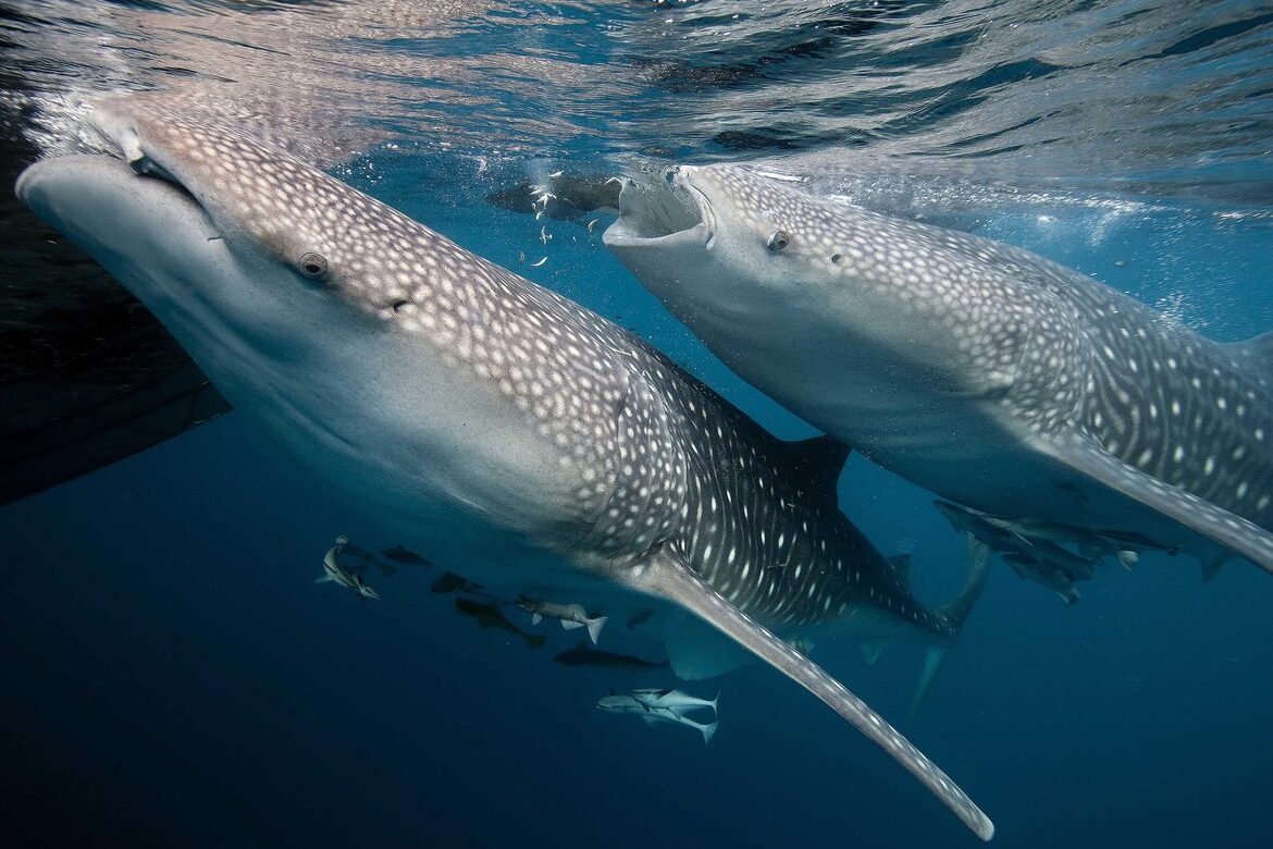 quel-est-limpact-des-requins-sur-lenvironnement