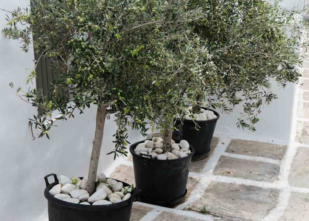 comment-cultiver-un-olivier-en-pot-sur-votre-terrasse