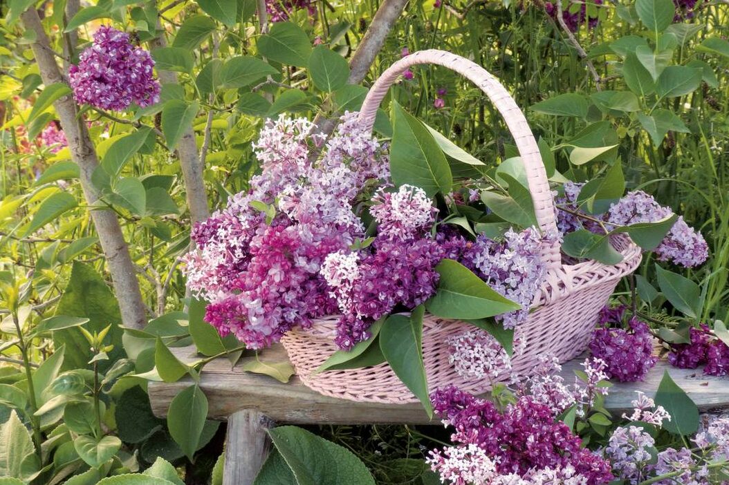cultiver-un-lilas-en-pot-guide-complet-pour-une-floraison-reussie