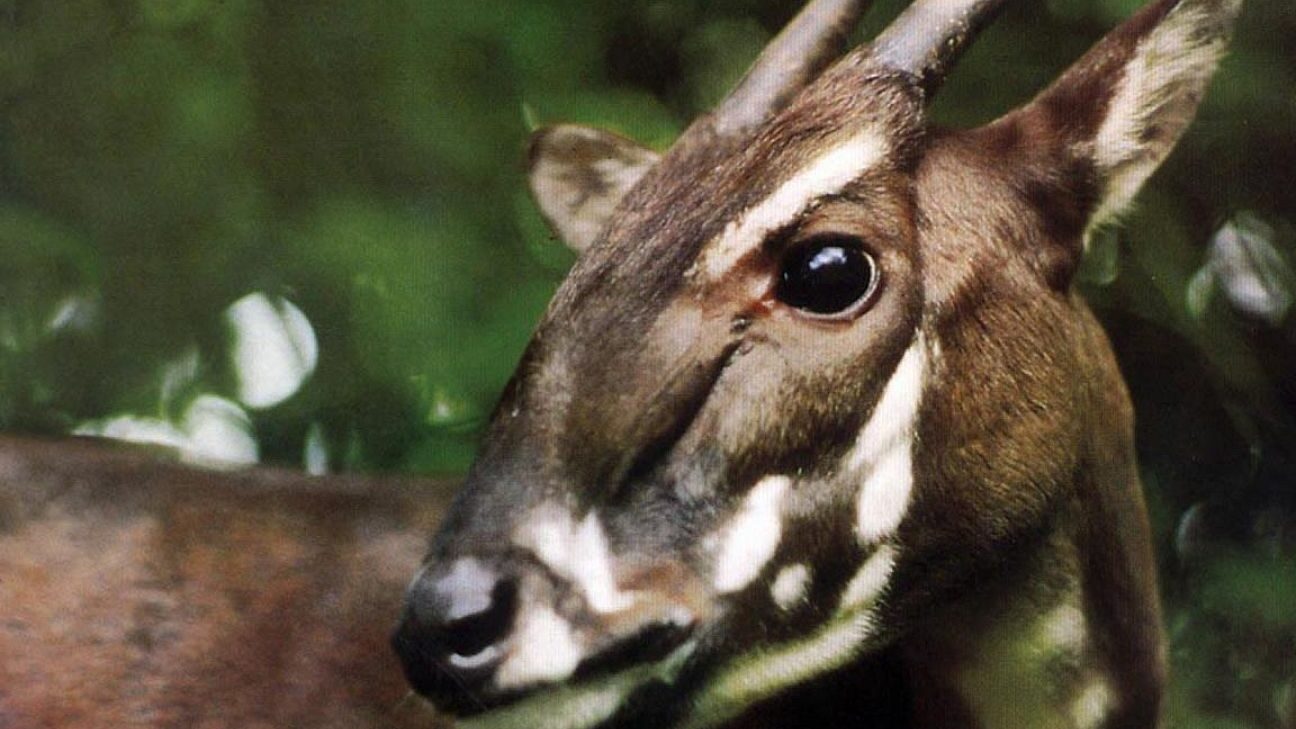 10-animaux-en-voie-de-disparition-a-connaitre-absolument