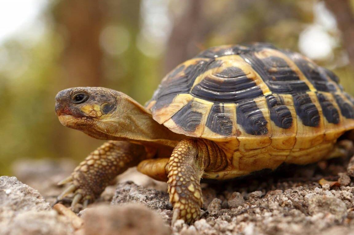 combien-de-temps-vit-une-tortue-toutes-les-reponses-par-espece