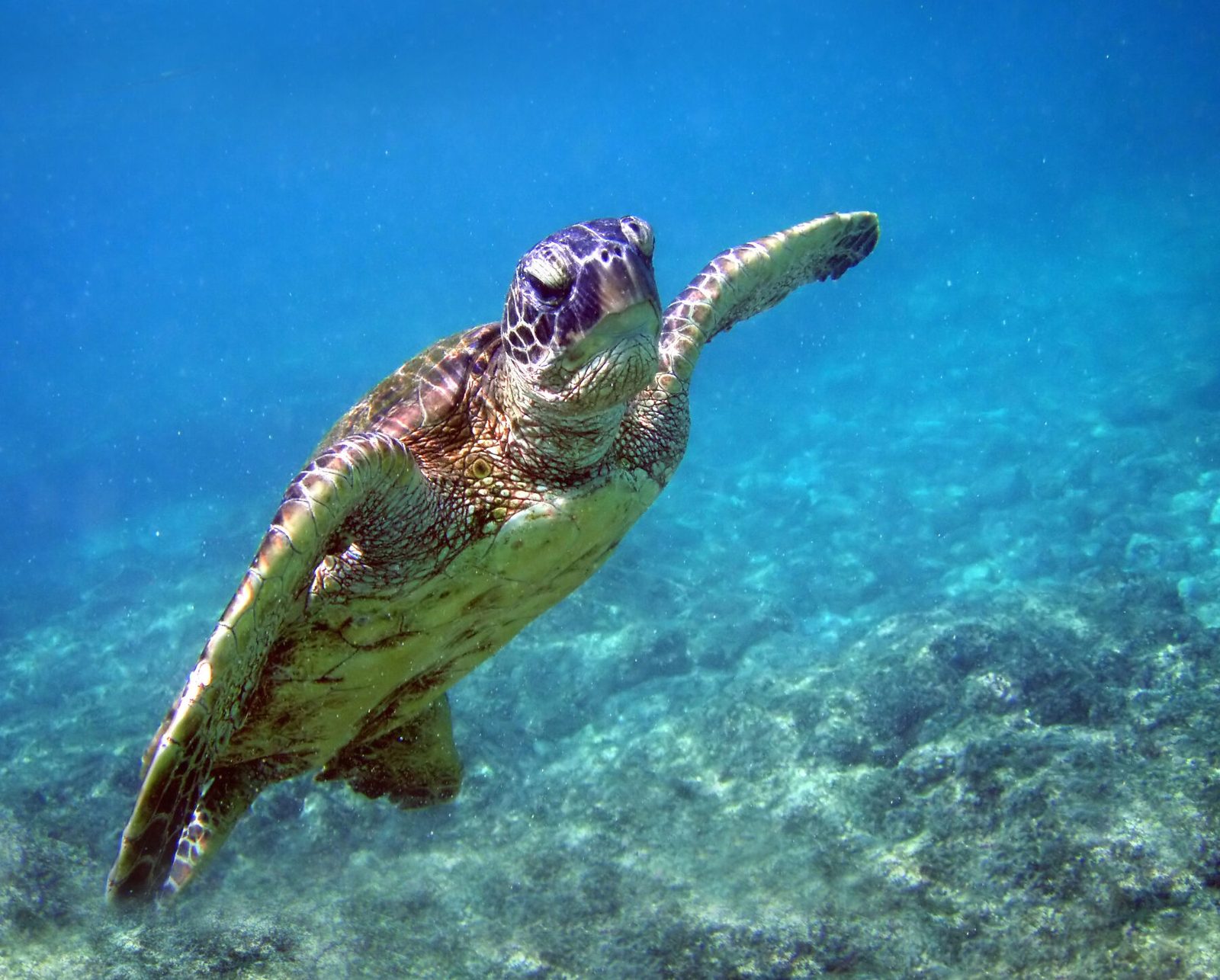 combien-de-tortues-marines-vivent-encore-en-mer