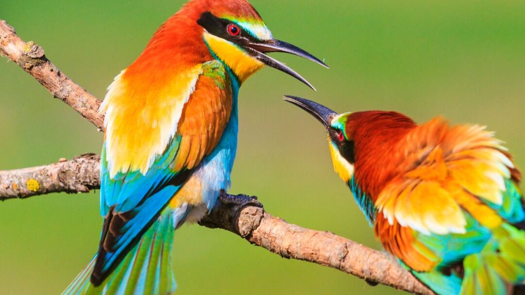 combien-despeces-doiseaux-differentes-dans-le-monde